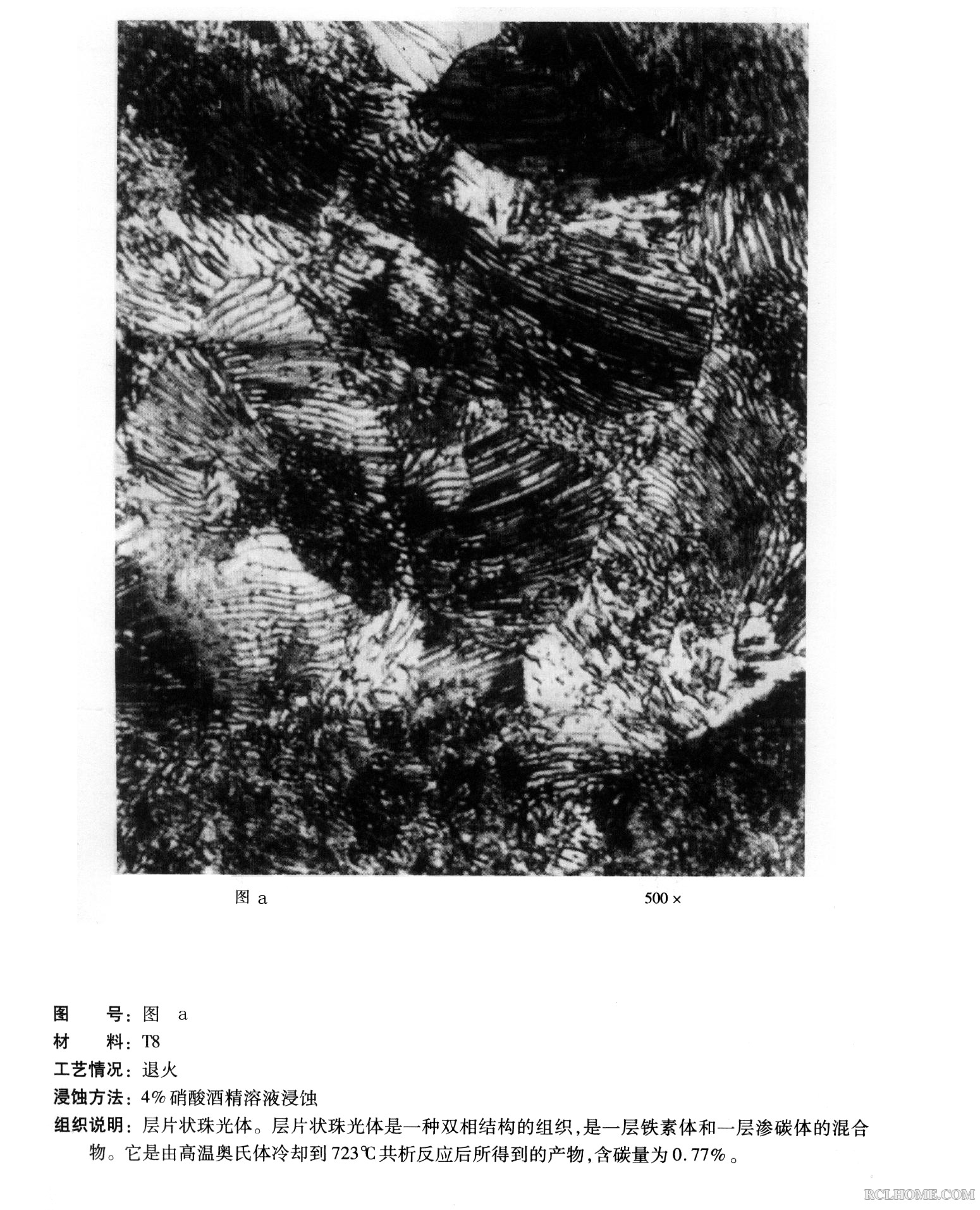 珠光体铁素体黑白变化 500倍.jpg