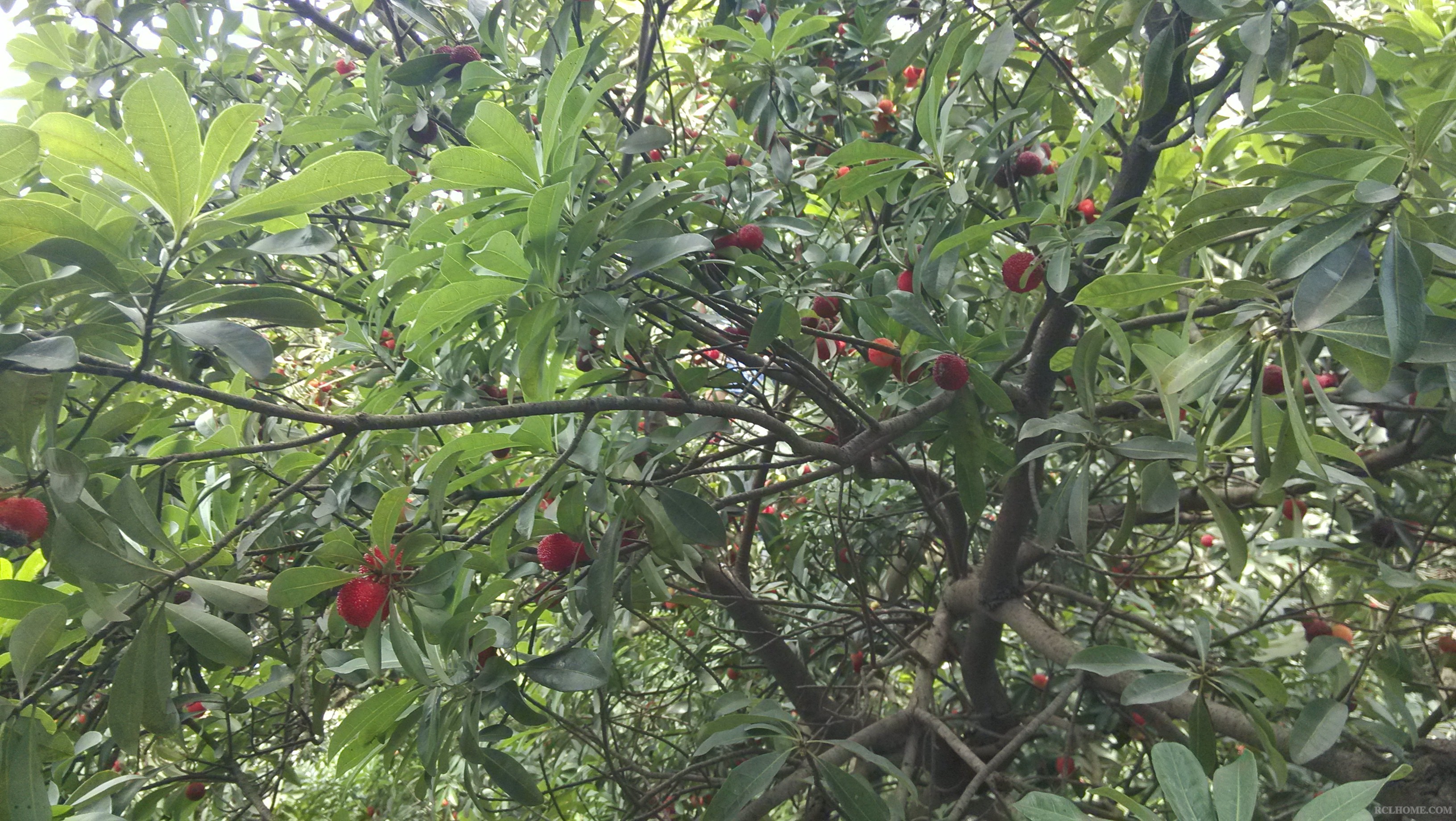 IMG_20130616_123604.jpg