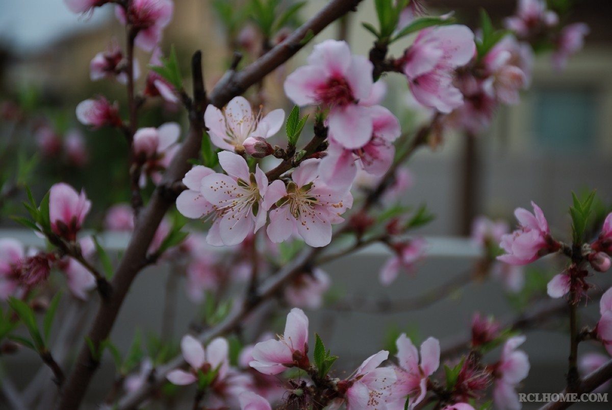 peach flower1.jpg