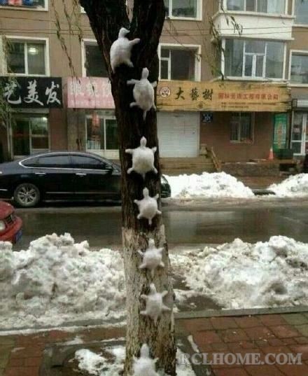 雪龟.jpg