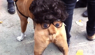 gou2.gif