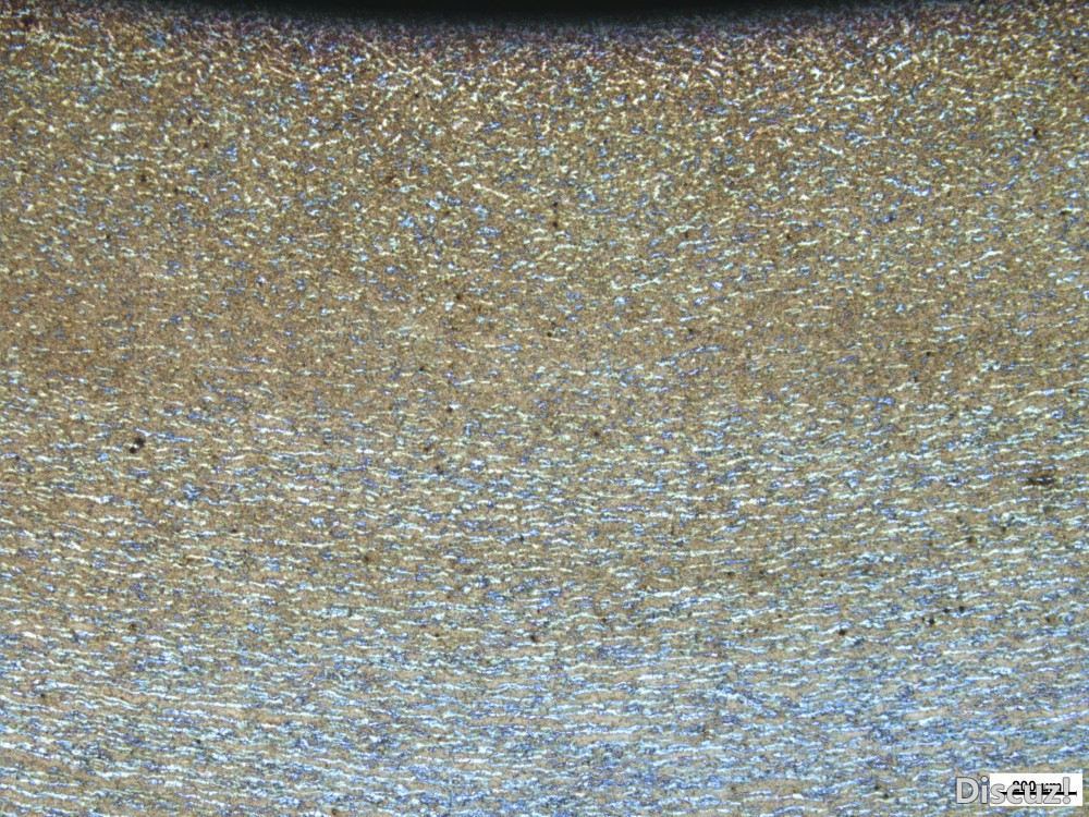 50x-3.JPG